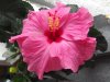 07.10.2018 16-37-55_0036.jpg.hibiskus.jpg