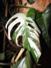 monstera variegata.JPG