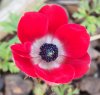 17.03.2019 13-04-04_0027.jpg.anemone.jpg