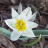 23.03.2019 15-43-18_0009.jpg.wildtulpe.jpg