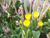 02.04.2019 16-28-36_0046.jpg.tulpen.jpg