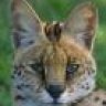 Serval