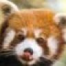 redpanda